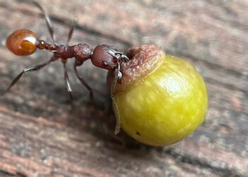 Las hormigas pueden oler el cáncer