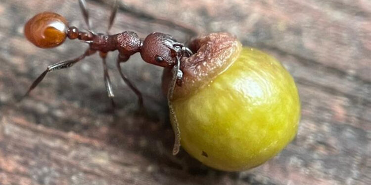 Las hormigas pueden oler el cáncer
