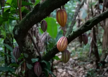 De una pequeña hacienda de cacao venezolano en Las Trincheras para el mundo: soñar en grande