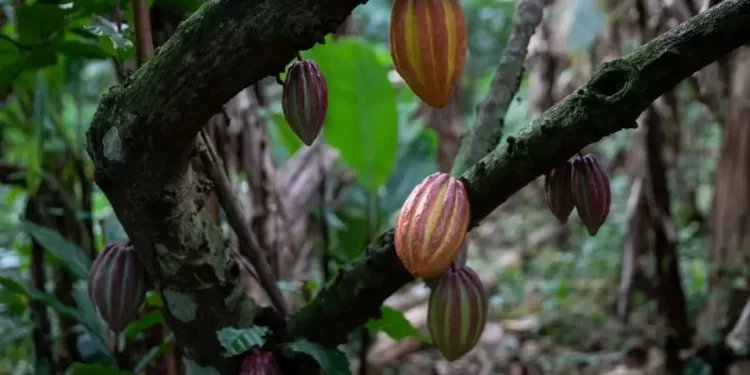 De una pequeña hacienda de cacao venezolano en Las Trincheras para el mundo: soñar en grande