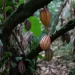De una pequeña hacienda de cacao venezolano en Las Trincheras para el mundo: soñar en grande