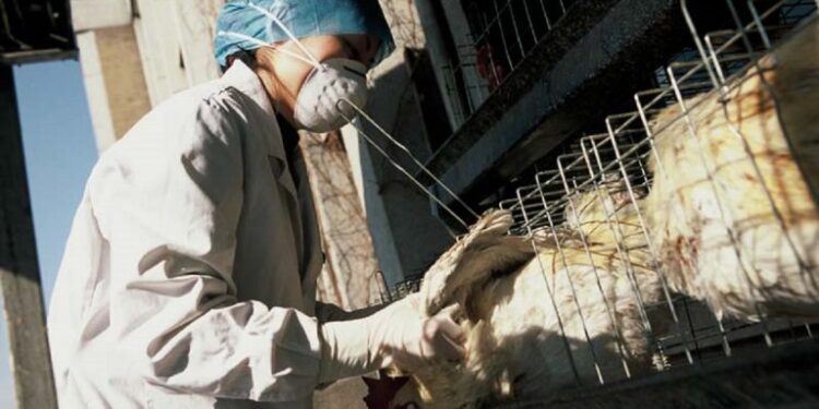 Honduras declara la emergencia sanitaria por la presencia de influenza aviar