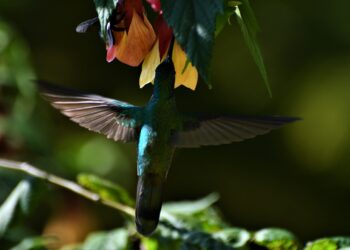 La Colonia Tovar refugio natural de los Colibrí: trabajo fotográfico de Jacinto Oliveros (+fotos)
