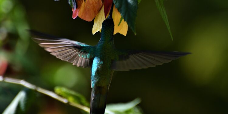 La Colonia Tovar refugio natural de los Colibrí: trabajo fotográfico de Jacinto Oliveros (+fotos)