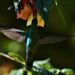 La Colonia Tovar refugio natural de los Colibrí: trabajo fotográfico de Jacinto Oliveros (+fotos)