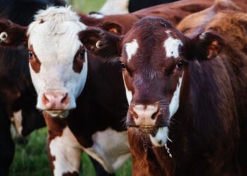 Venezuela es el único país de América con fiebre aftosa en ganado