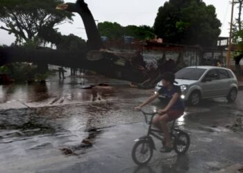 Varios árboles se cayeron este martes como consecuencia del torrencial aguacero