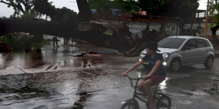 Varios árboles se cayeron este martes como consecuencia del torrencial aguacero