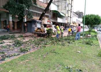 Gobernación de Carabobo atendió denuncia de poda de árbol en la avenida Bolívar Norte de Valencia