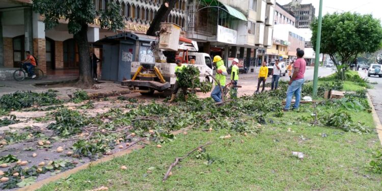 Gobernación de Carabobo atendió denuncia de poda de árbol en la avenida Bolívar Norte de Valencia