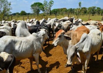 Instituto Nacional de Salud Agrícola Integral: Sólo 32 % del ganado venezolano está vacunado contra fiebre aftosa