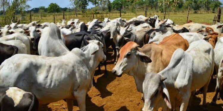 Instituto Nacional de Salud Agrícola Integral: Sólo 32 % del ganado venezolano está vacunado contra fiebre aftosa