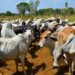 Instituto Nacional de Salud Agrícola Integral: Sólo 32 % del ganado venezolano está vacunado contra fiebre aftosa