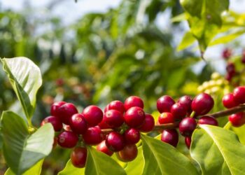 Inaugurado laboratorio para certificar calidad del café y capacitar a productores