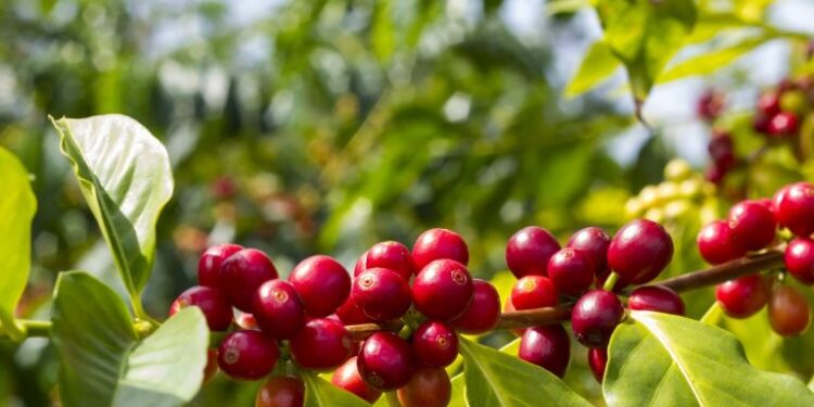 Inaugurado laboratorio para certificar calidad del café y capacitar a productores