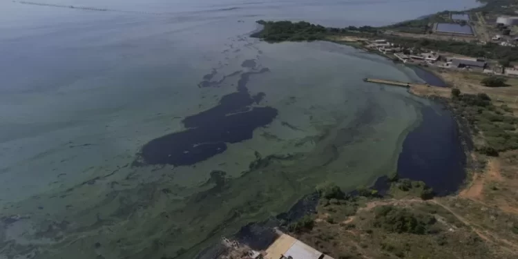 Los niveles de contaminación del Lago Maracaibo son sintémicos; el entorno se acerca al colapso