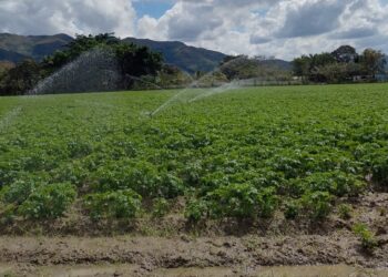 Federación de Productores de Papas: Desde hace ocho años no se producen papas de uso industrial 