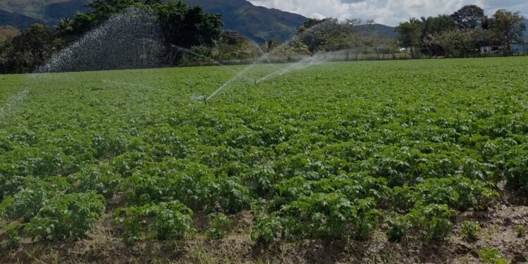 Federación de Productores de Papas: Desde hace ocho años no se producen papas de uso industrial