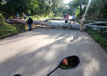 Carretera de Belén en Carlos Arvelo cerrada por la caída de un árbol
