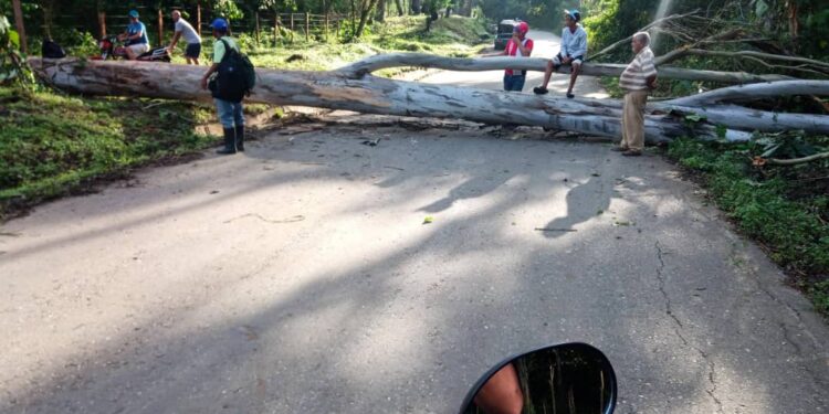 Carretera de Belén en Carlos Arvelo cerrada por la caída de un árbol