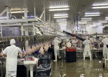 La marca Mil Pollos de Avícola Guacara busca conquistar nuevos espacios del mercado nacional e internacional