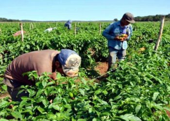 Agricultores claman por financiamiento bancario y combustible