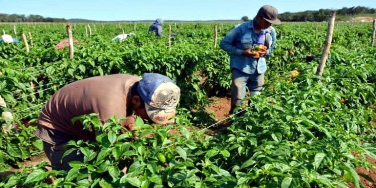 Agricultores claman por financiamiento bancario y combustible