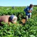 Agricultores claman por financiamiento bancario y combustible