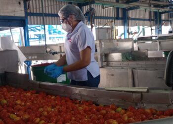Heinz inició su zafra 2024 con tomate 100 % de producción nacional (+video)