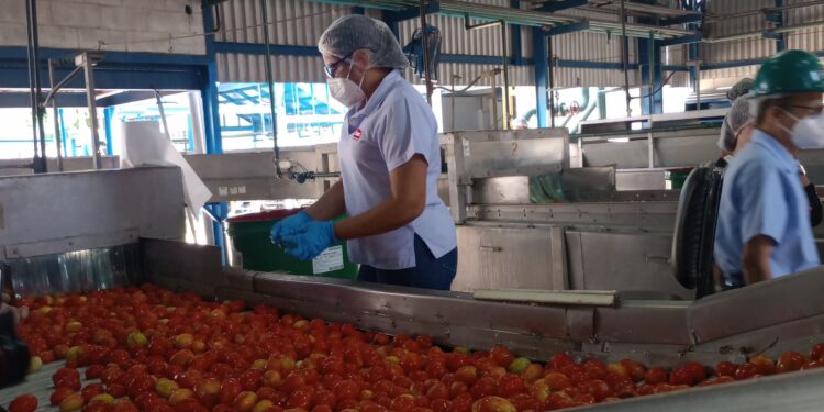 Heinz inició su zafra 2024 con tomate 100 % de producción nacional (+video)