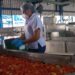 Heinz inició su zafra 2024 con tomate 100 % de producción nacional (+video)