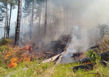 Los incendios forestales y de vegetación se intensifican: Bomberos UC trabajan arduamente para controlarlos