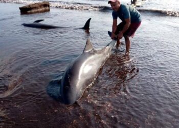 Rescatados más de 200 delfines que quedaron varados en una playa del Parque Nacional Morrocoy