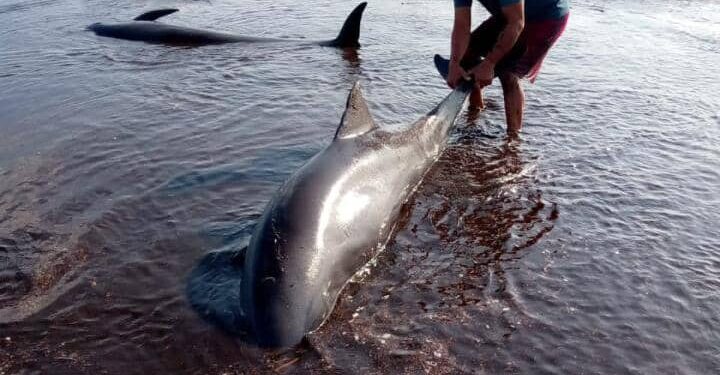 Rescatados más de 200 delfines que quedaron varados en una playa del Parque Nacional Morrocoy