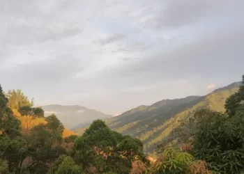 Día Mundial de los Bosques: urge mejor gestión forestal y restauración de ecosistemas