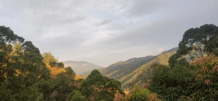 Día Mundial de los Bosques: urge mejor gestión forestal y restauración de ecosistemas