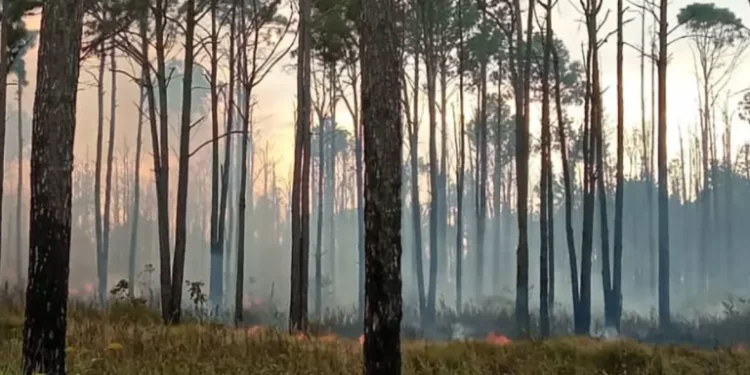 Maduro asegura que incendios registrados en Venezuela son provocados para generar zozobra