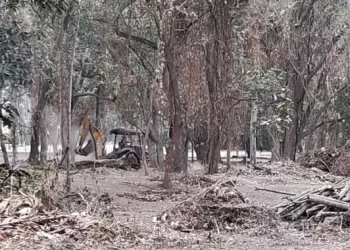 Denuncian presunta deforestación ilegal en el Jardín Botánico de Naguanagua