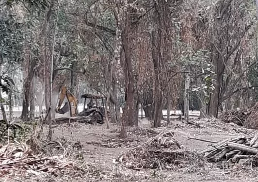 Denuncian presunta deforestación ilegal en el Jardín Botánico de Naguanagua