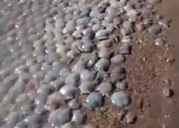 Aparece una gran cantidad de medusas muertas en playa del eje costero de Falcón