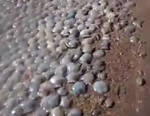 Aparece una gran cantidad de medusas muertas en playa del eje costero de Falcón