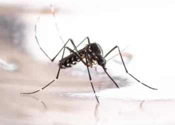 La Organización Panamericana de la Salud alerta acerca de una epidemia de dengue en América y el Caribe