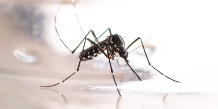 La Organización Panamericana de la Salud alerta acerca de una epidemia de dengue en América y el Caribe