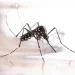 La Organización Panamericana de la Salud alerta acerca de una epidemia de dengue en América y el Caribe