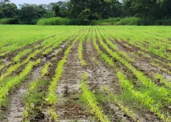 Ingenieros agrónomos recomiendan adaptar sistemas de riego, monitoreo climático y alertas tempranas ante las lluvias