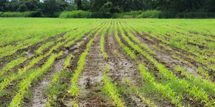 Ingenieros agrónomos recomiendan adaptar sistemas de riego, monitoreo climático y alertas tempranas ante las lluvias