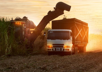 Cañicultores garantizan el abastecimiento de azúcar este año al completarse más de 90% de la zafra nacional
