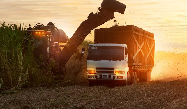 Cañicultores garantizan el abastecimiento de azúcar este año al completarse más de 90% de la zafra nacional