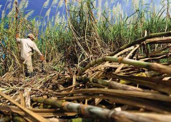 Producción nacional de azúcar ha crecido 91 % en cuatro años, según cañicultores