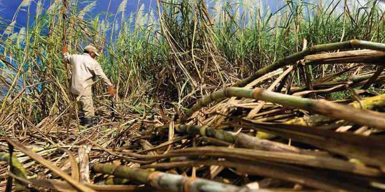 Producción nacional de azúcar ha crecido 91 % en cuatro años, según cañicultores